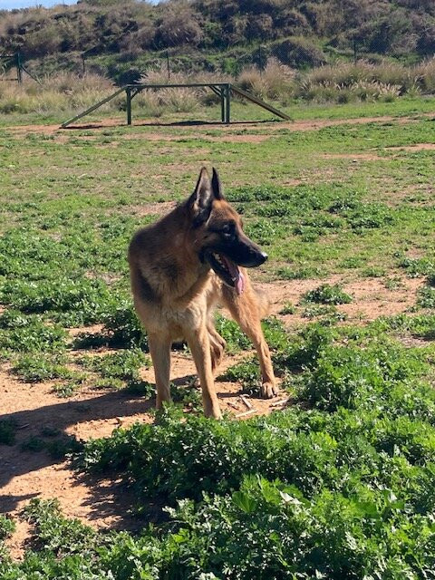 Triple A Marbella Animal Shelter-马贝拉必去景点