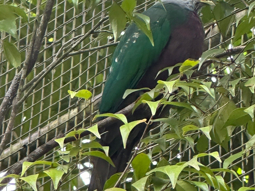 Port Moresby Nature Park-莫尔兹比港必去景点