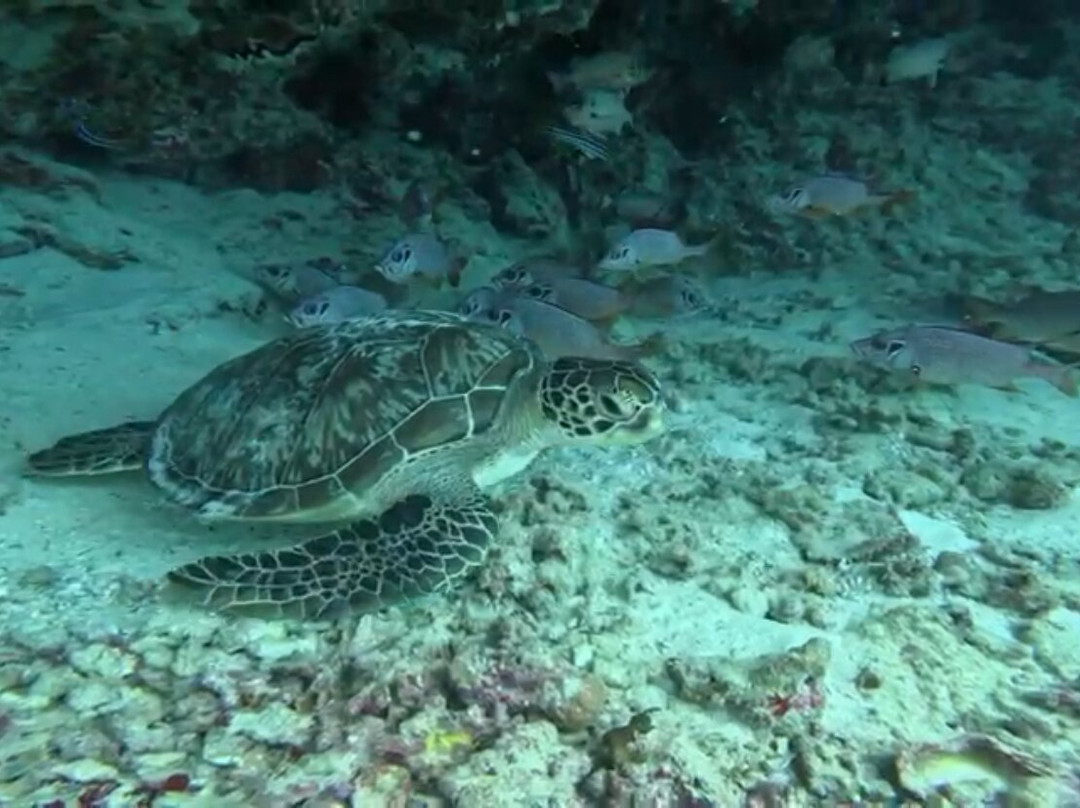 Euro-Divers LUX South Ari Atoll-南阿里环礁必去景点