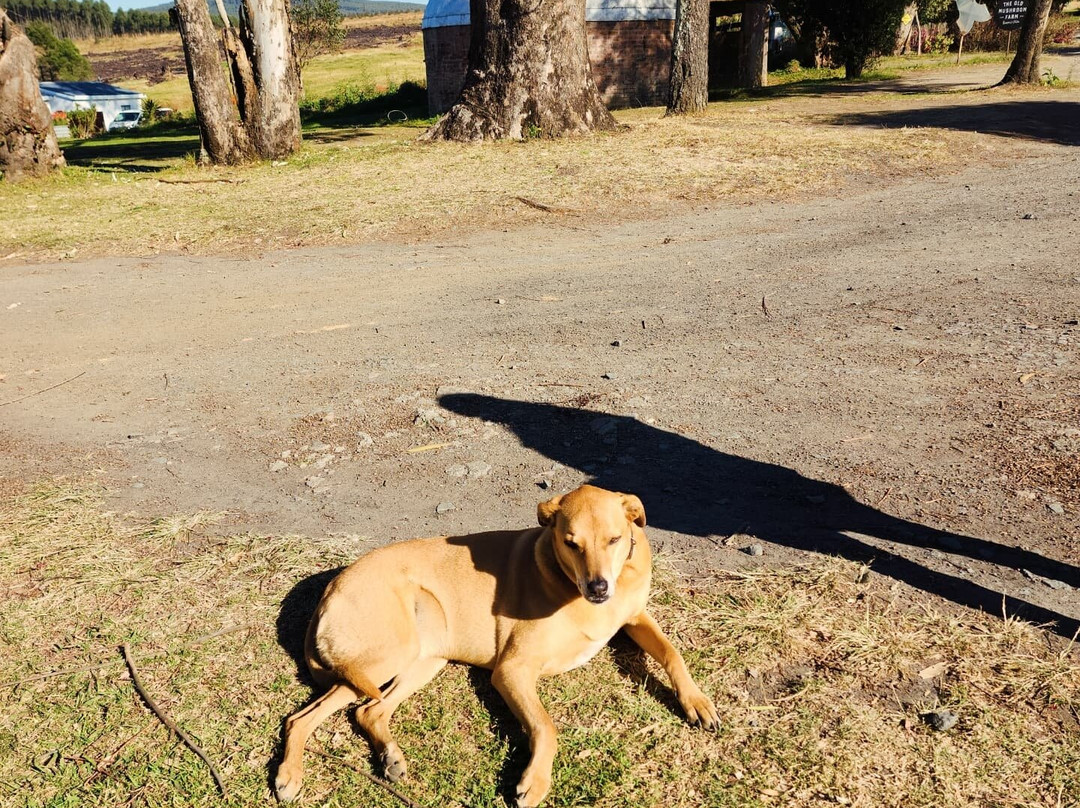 The Old Mushroom Farm-豪威克必去景点