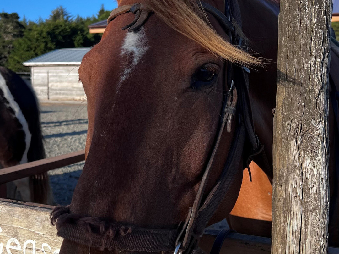 Bandon Beach Riding Stables-班登必去景点