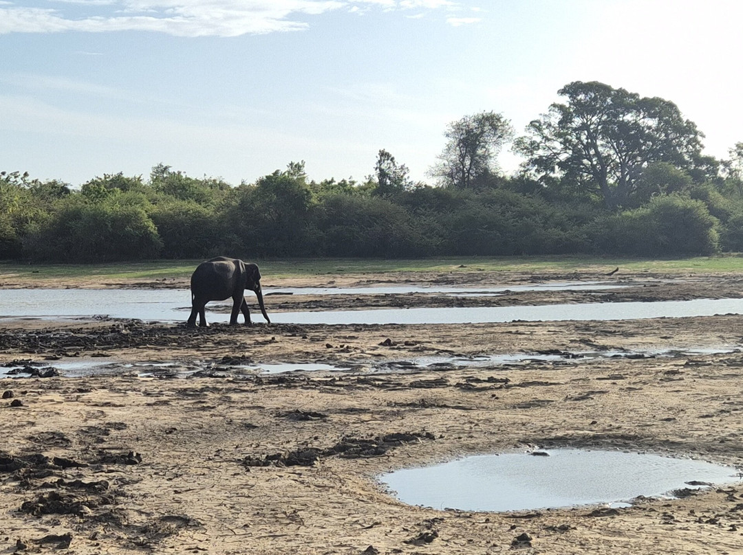 Kavisha Safari Service Udawalawa-乌达瓦拉瓦必去景点