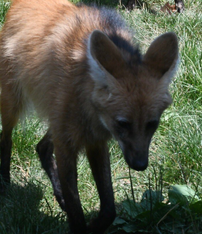 Endangered Wolf Center-Eureka必去景点