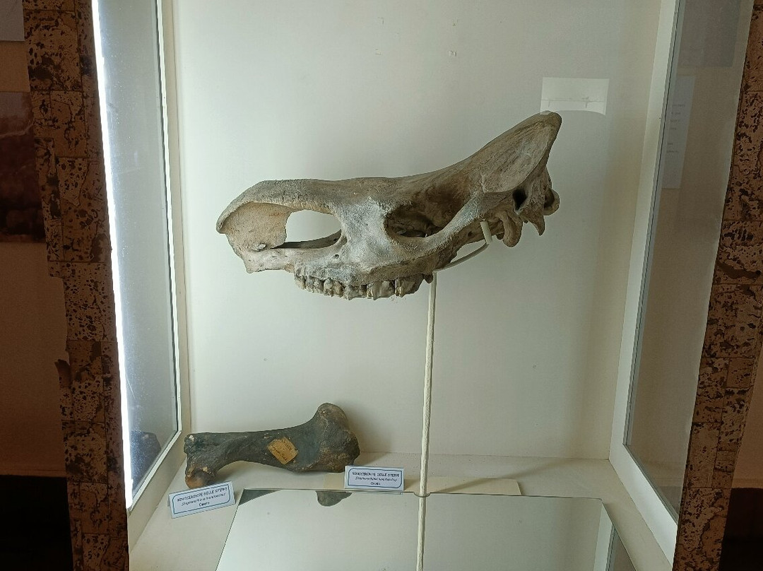 Museo Paleontologico E Archeologico Virginio Caccia-San Colombano al Lambro必去景点