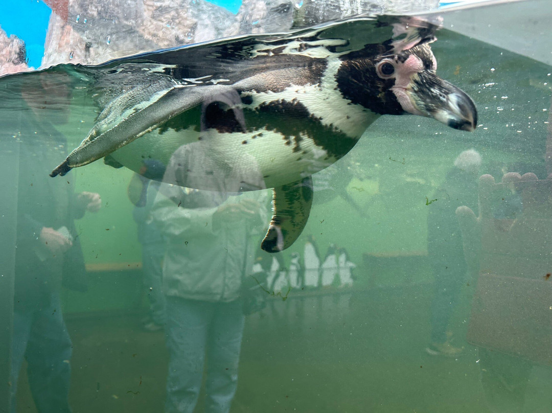 Dingle Oceanworld Aquarium-丁格尔必去景点