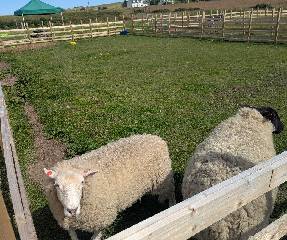 Caithness Animal Farm Park-Lybster必去景点