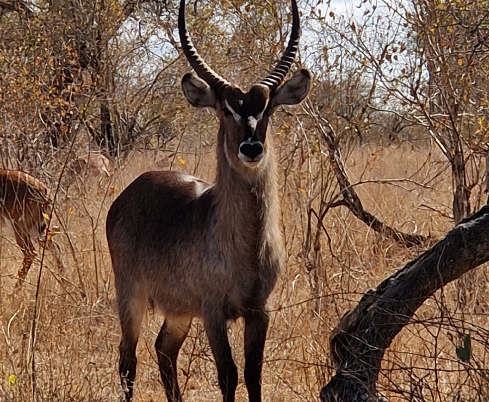 Robbie Williams Safaris-雾观必去景点