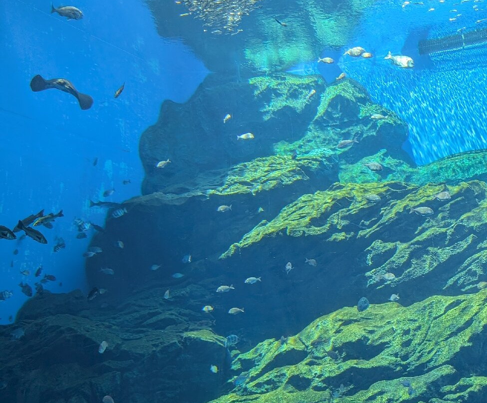 Sendai Uminomori Aquarium-仙台市必去景点