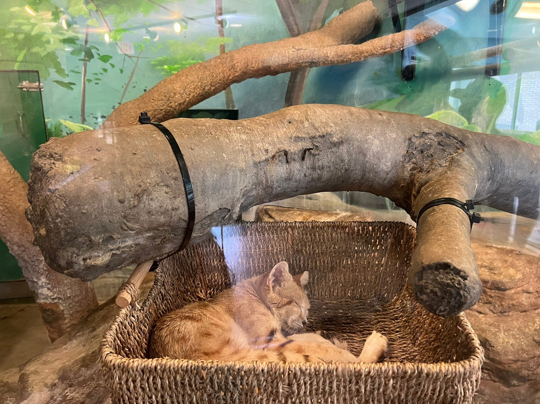 Potawatomi Zoo-南本德必去景点