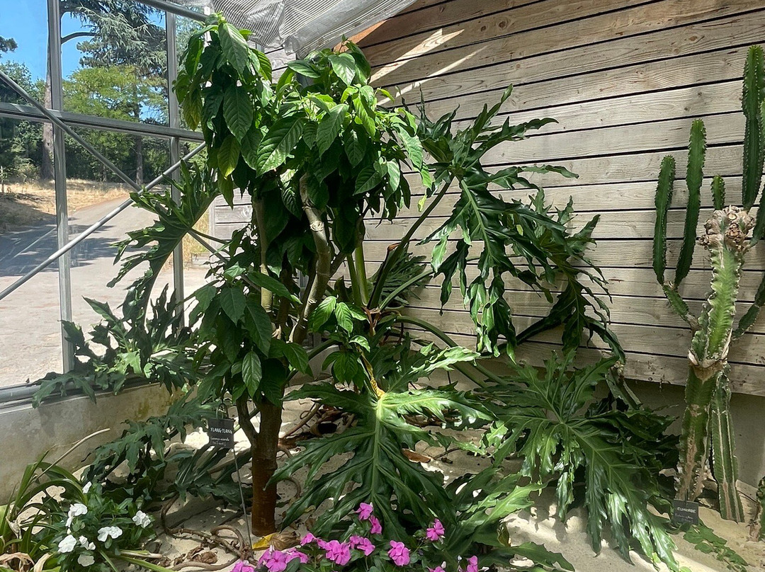 Camifolia Garden-Chemille必去景点