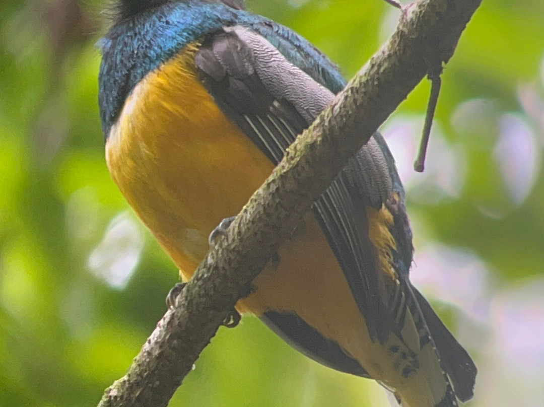 Corcovado Guia CR-希门尼斯港必去景点