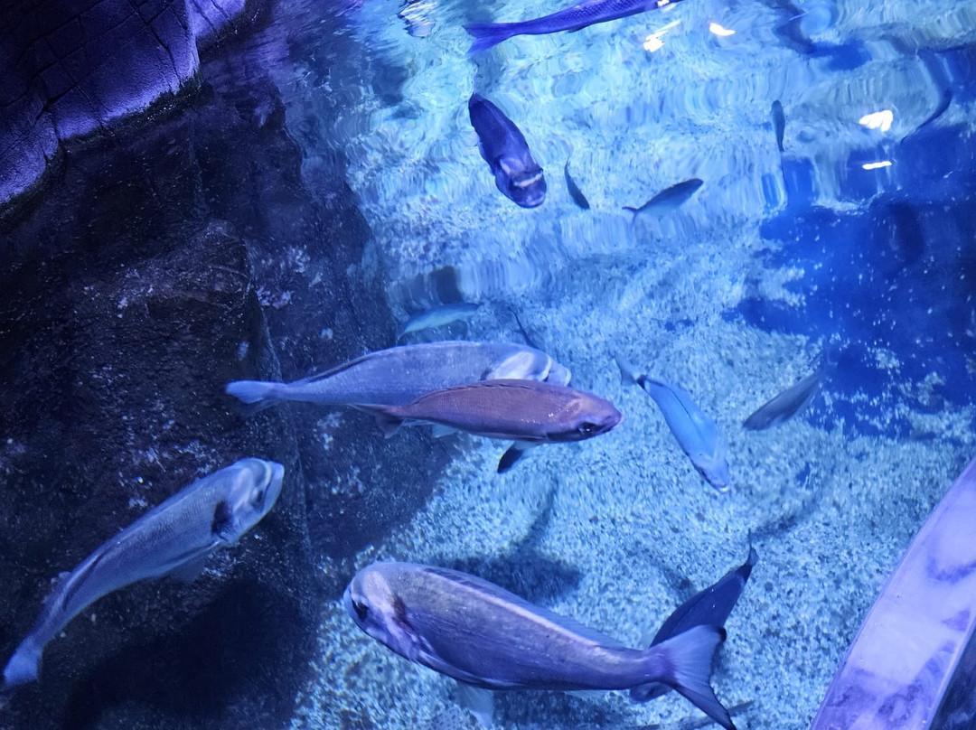Sea Life Oberhausen-奥伯豪森必去景点