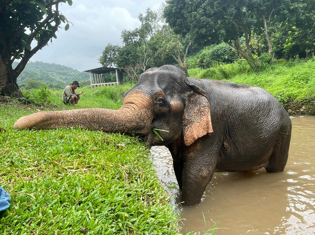 Doi Lom Elephant Rescue Sanctuary-夜登必去景点
