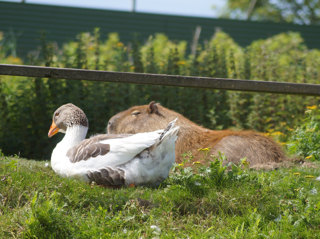 Blåvand Zoo-Blaavand必去景点