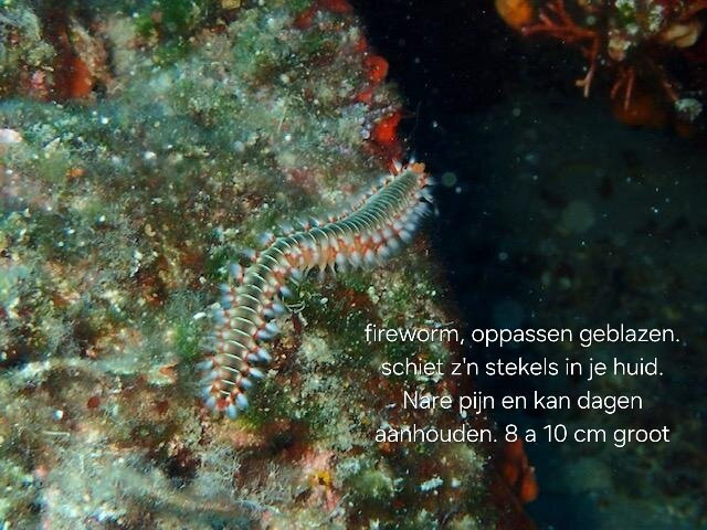 Lefkas Diving Centre-Nikiana必去景点
