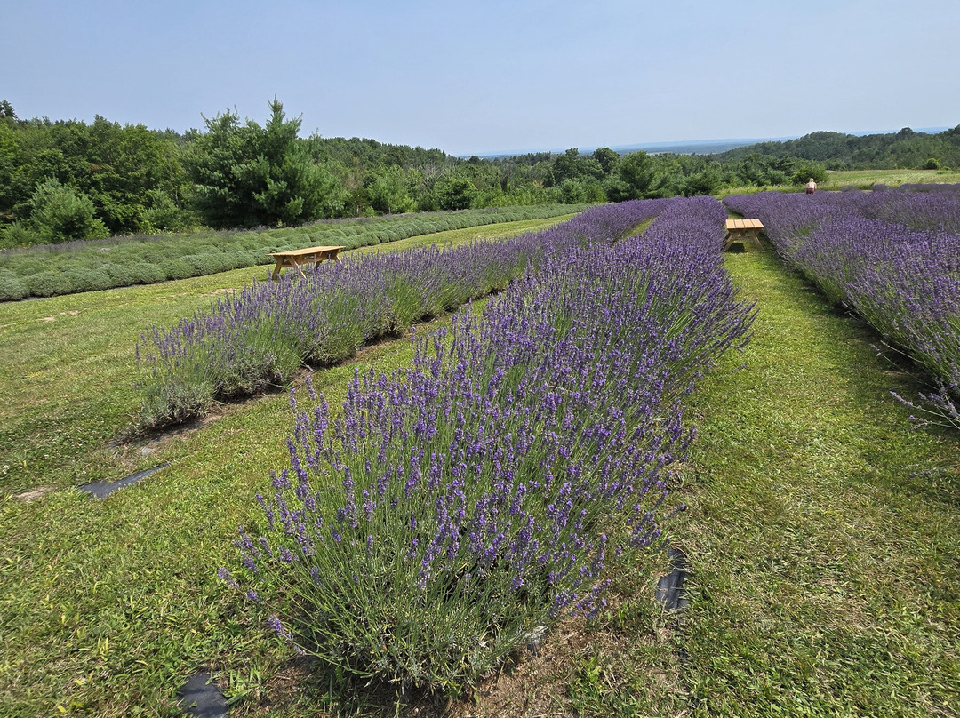 Purple Hill Lavender-Creemore必去景点