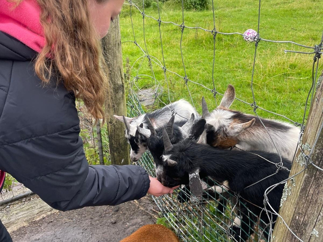 Scanlon's Pet Farm-丁格尔必去景点