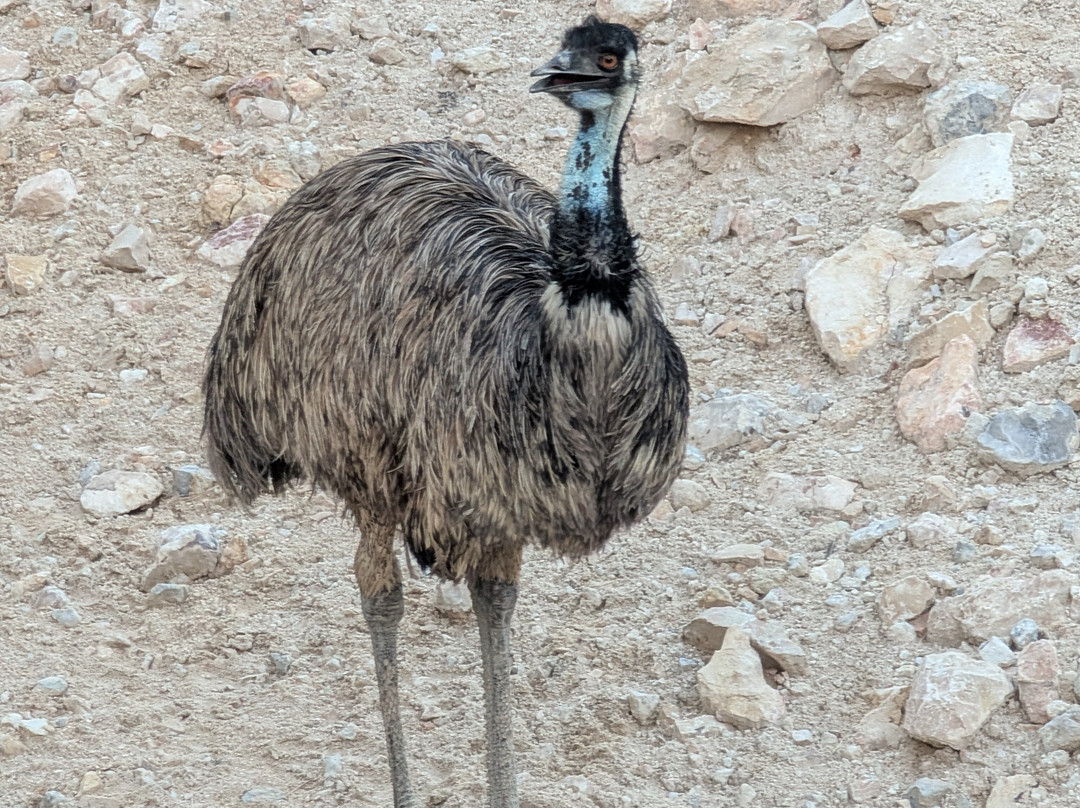 Al Samriya, Doha, Autograph Collection主图