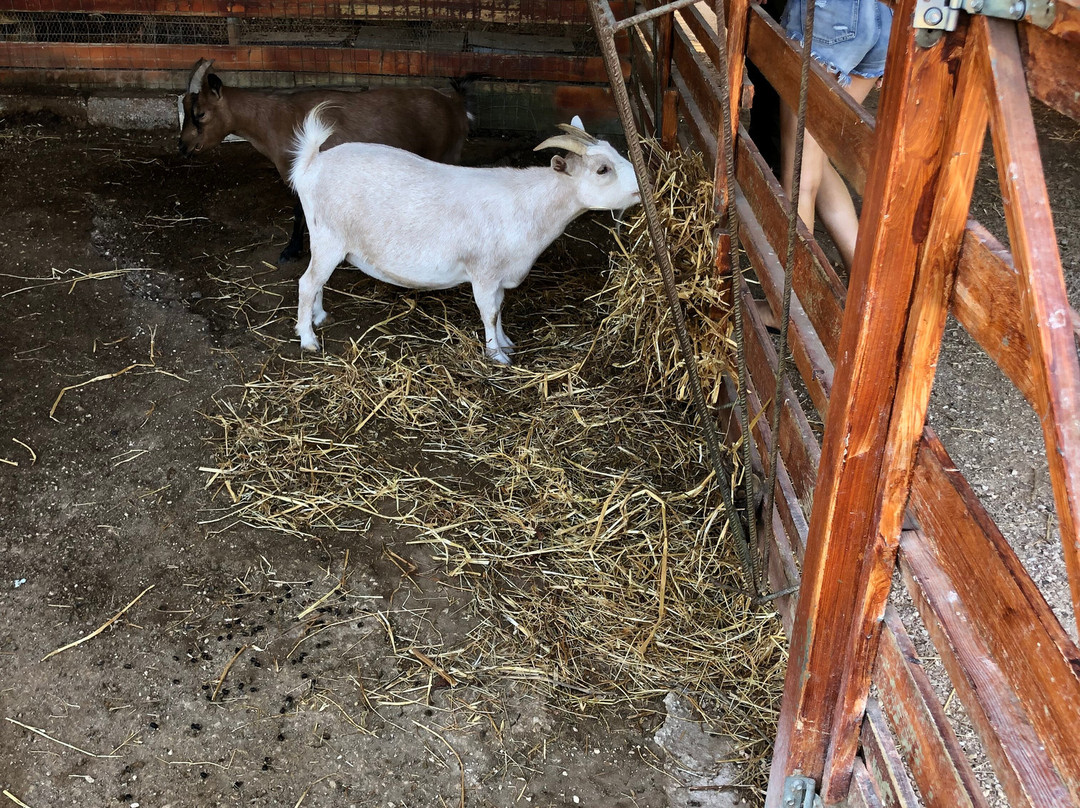 Therianos Family Farm-Kallithea必去景点