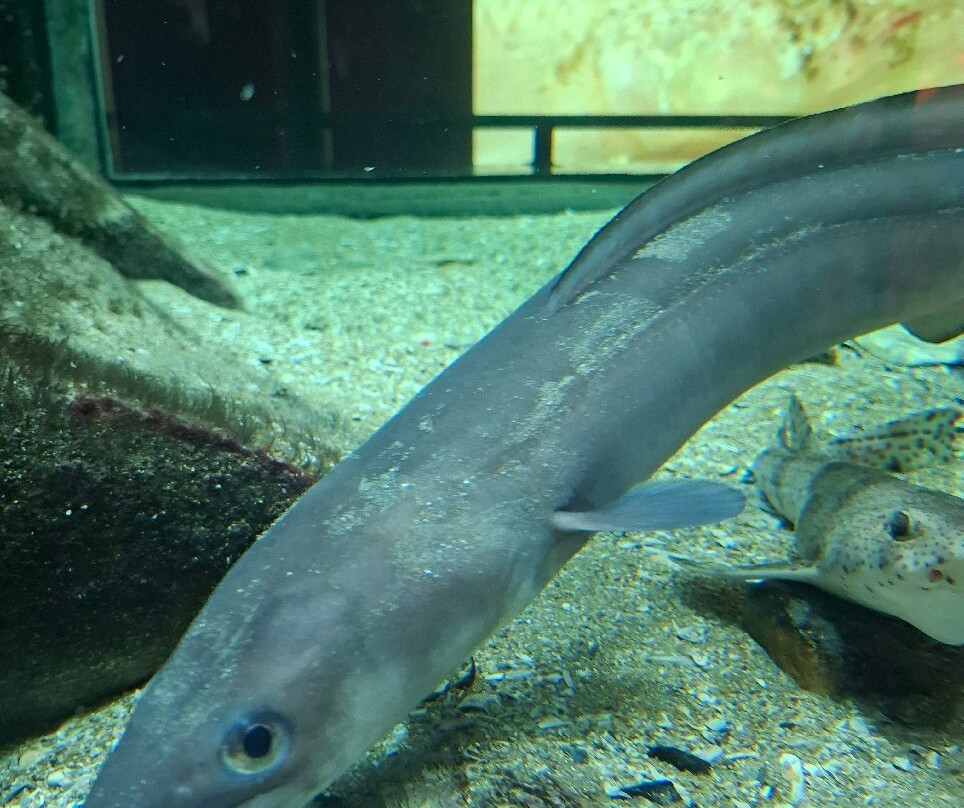 NAVIGO - National Fisheries Museum-东代恩凯尔克必去景点