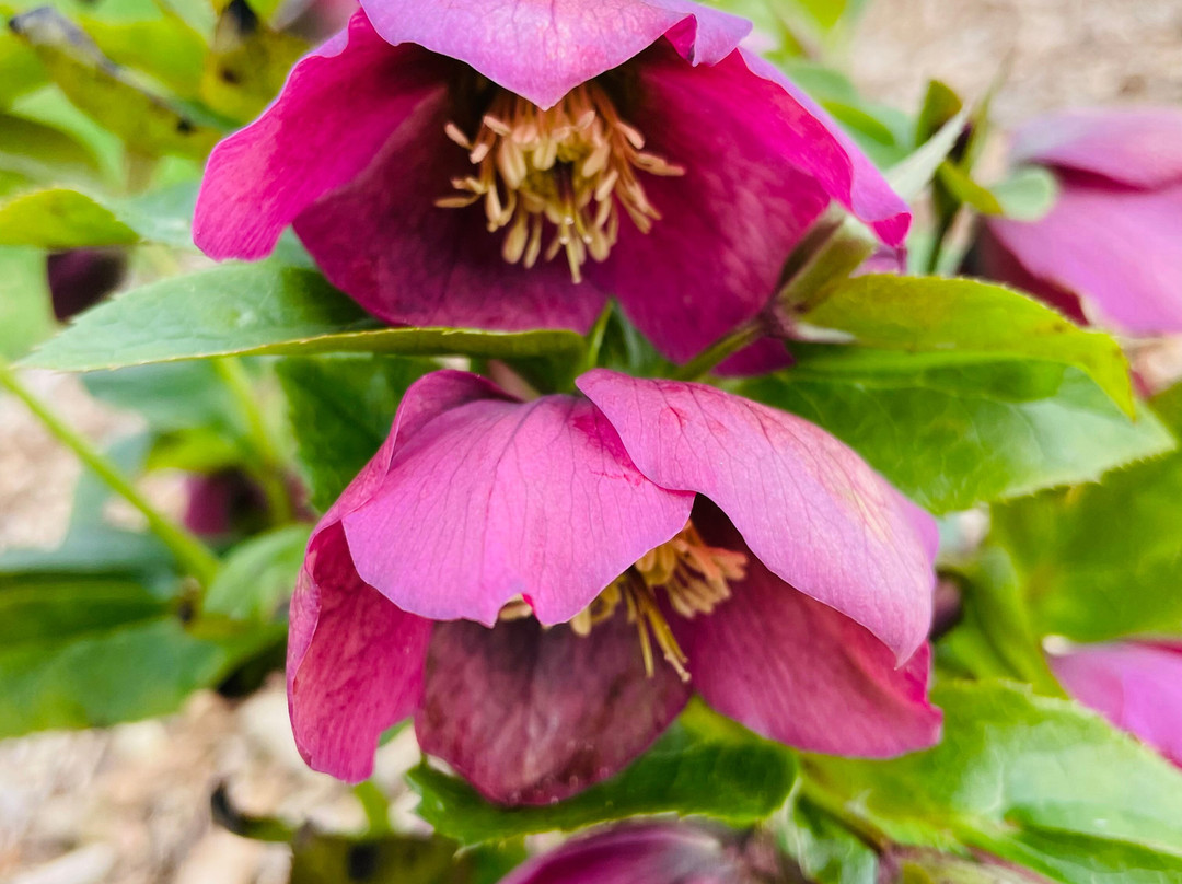 Mitchell Street Playground-Nyora必去景点