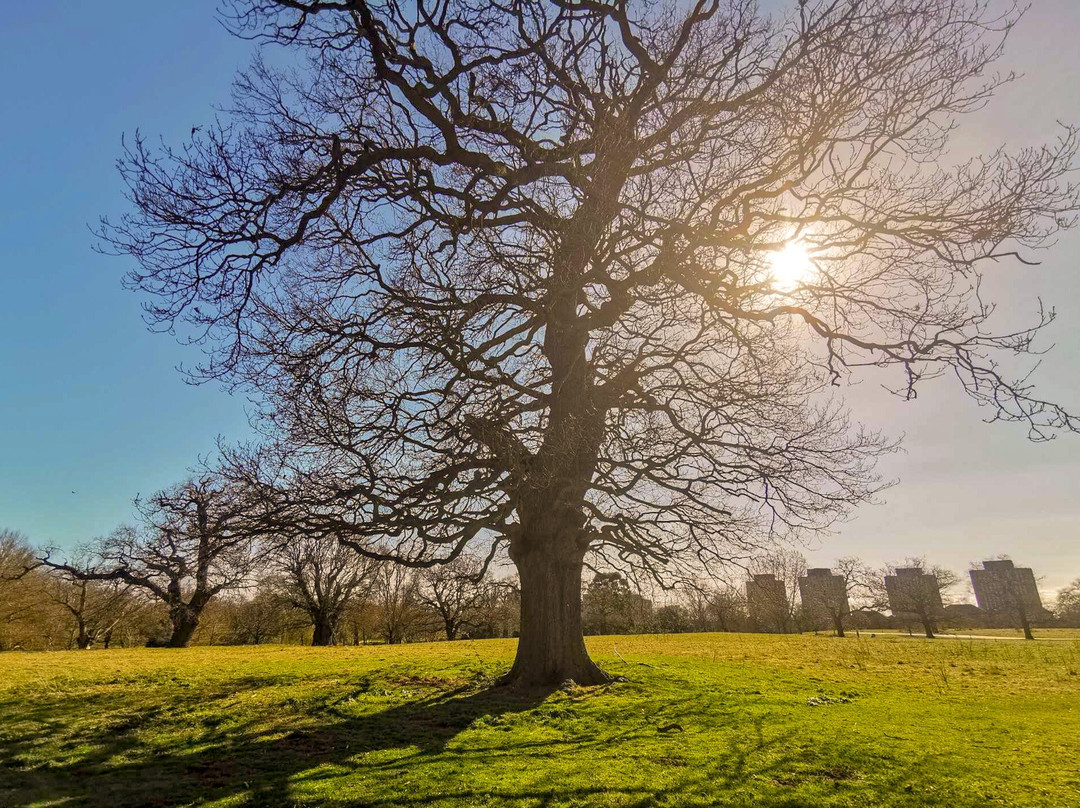 Wivenhoe Park-Wivenhoe必去景点
