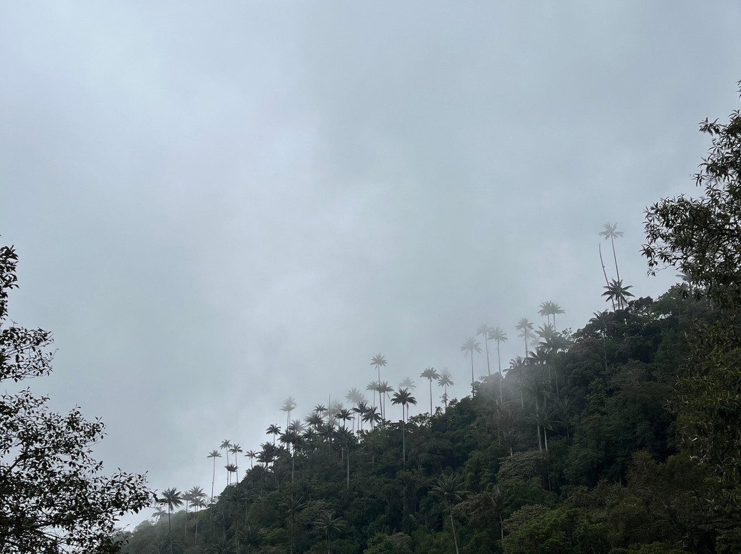 Bio Onda-Pijao必去景点