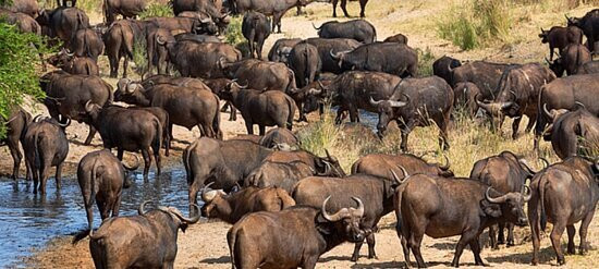 Game drives at Phalaborwa Gate in Kruger National Park-克鲁格国家公园必去景点