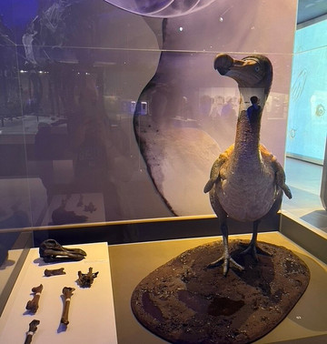 Lee Kong Chian Natural History Museum-新加坡必去景点