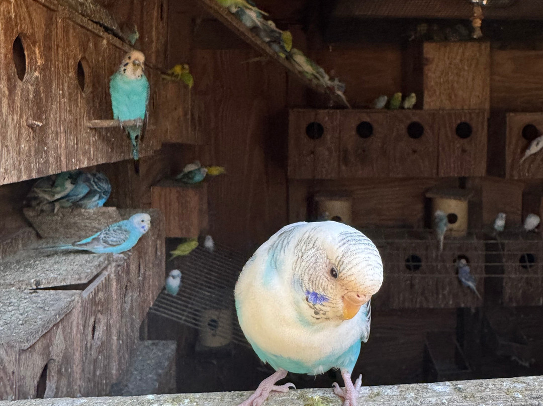 Bee City-Cottageville必去景点