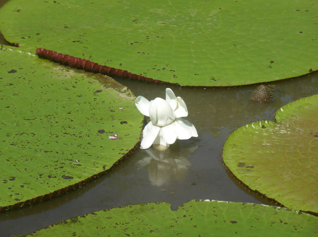 Amazon Jungle Johnny Tours-Puerto Narino必去景点