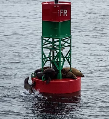 Whale Watching and Wildlife Quest-朱诺必去景点