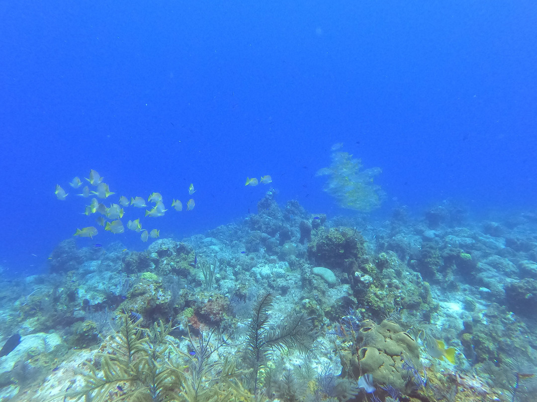 Aqua TCI-普罗维登西亚莱斯必去景点