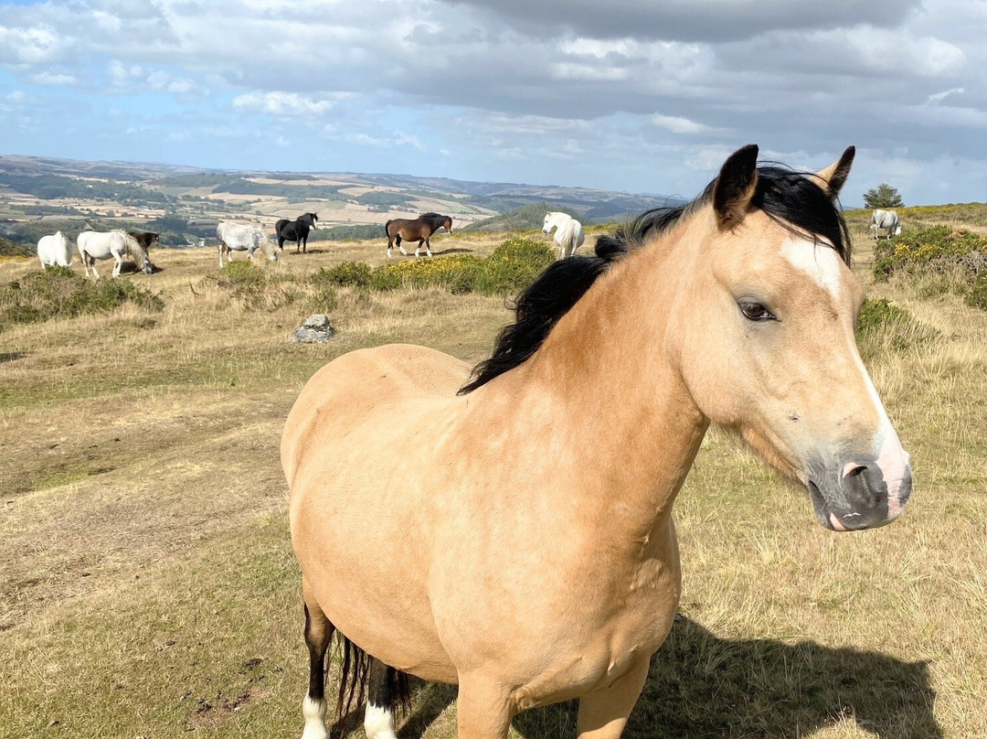 Hergest Ridge-Kington必去景点