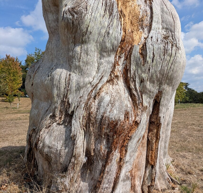 Sherborne Castle & Gardens-舍伯恩必去景点