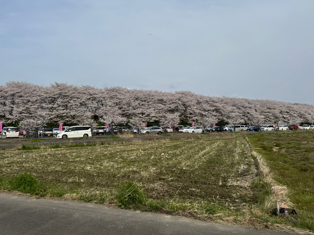 Gongendo Sakura Tsutsumi-幸手市必去景点