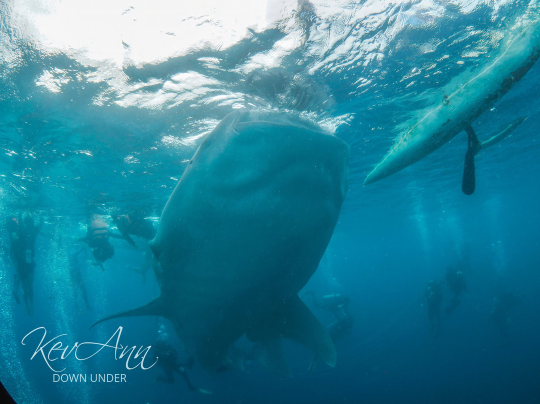Deep Zone Dive Center-奥斯洛布必去景点