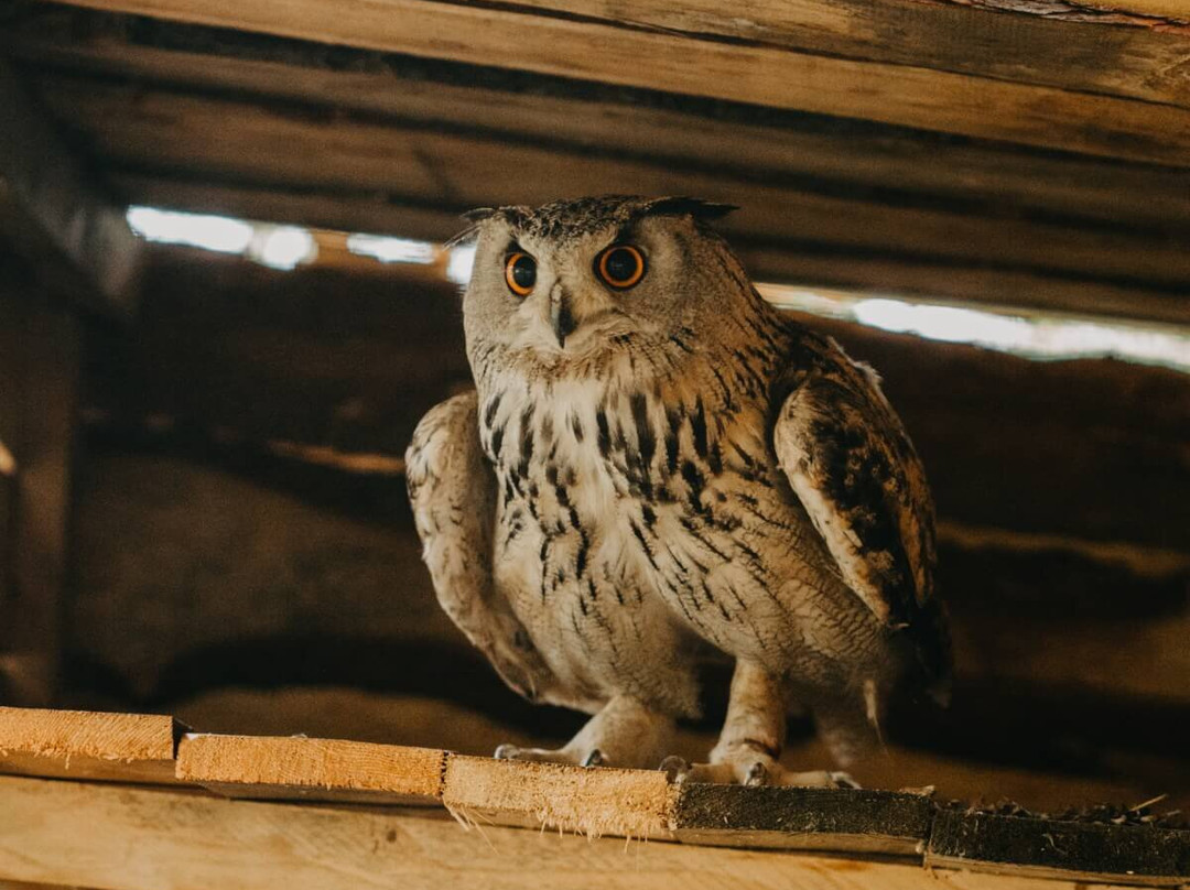 Zverinec, Mini-zoo Lipany-Lipany必去景点