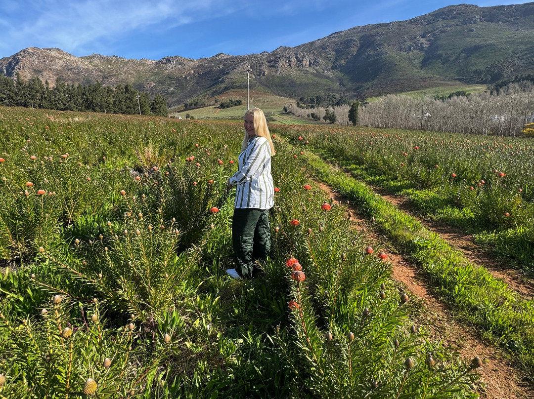Big Blue Sky Tours-开普敦中心区必去景点