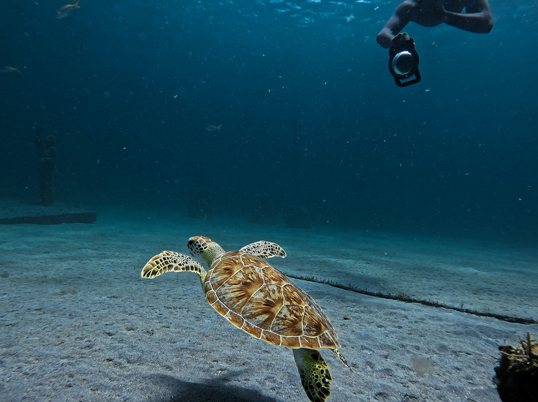 Under SXM-Little Bay必去景点