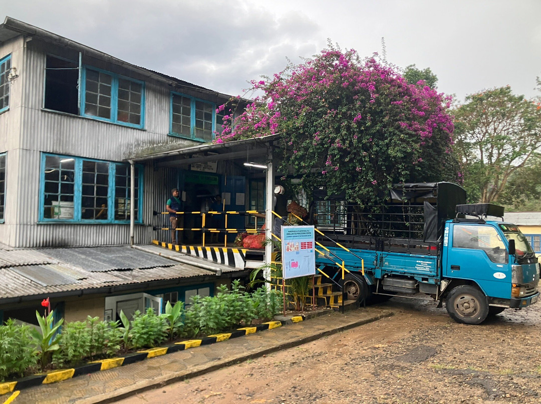 Kinellan Tea Factory-埃勒必去景点