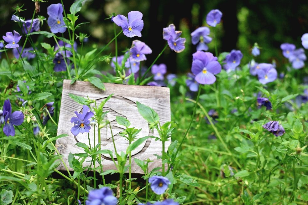 Akureyri Botanical Garden-阿克雷里必去景点