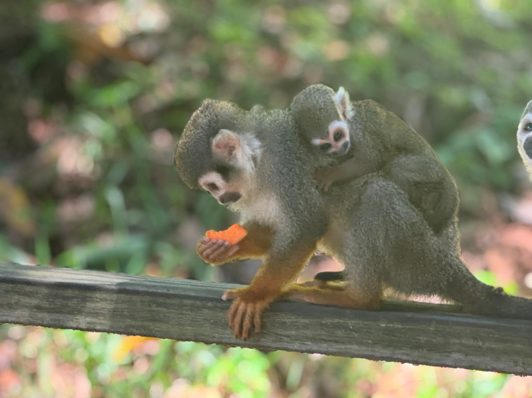 Monkeyland At Samaná-Santa Barbara de Samana必去景点