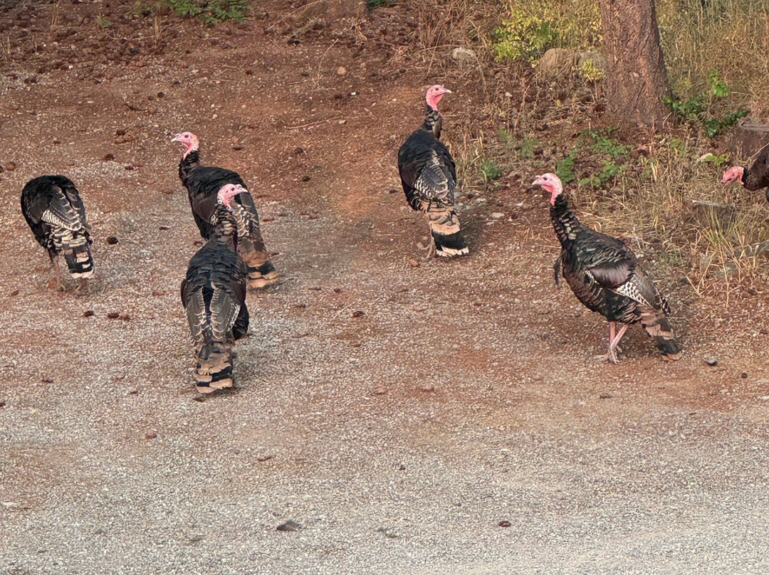 Log Spirit Bed and Breakfast主图