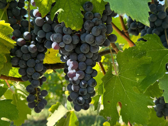 Diwine Tour-阿尔巴必去景点