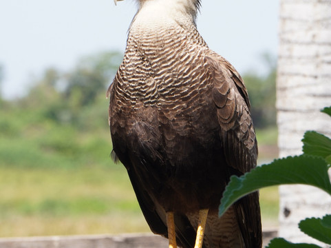 Biodiverse Brazil Tours-Chapada dos Guimaraes必去景点