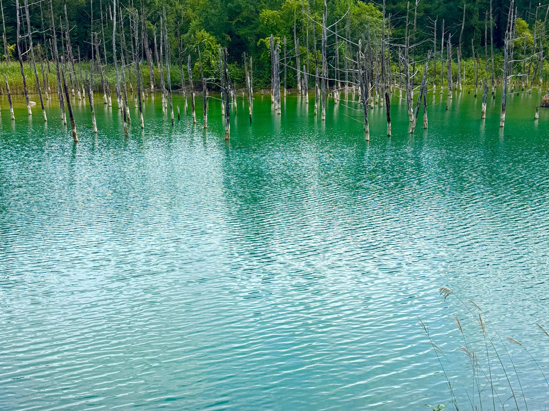 蓝池-美瑛町必去景点
