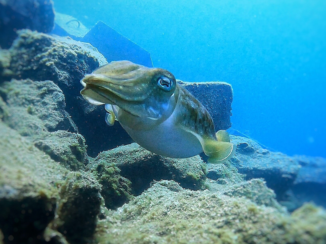 Tenerife Into The Blue - Dive In The Adventure-Abades必去景点