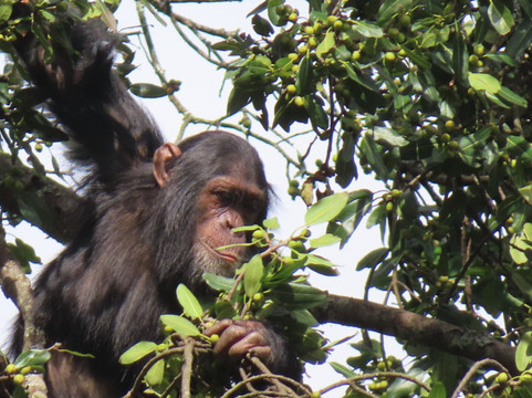 Standard Safaris-坎帕拉必去景点