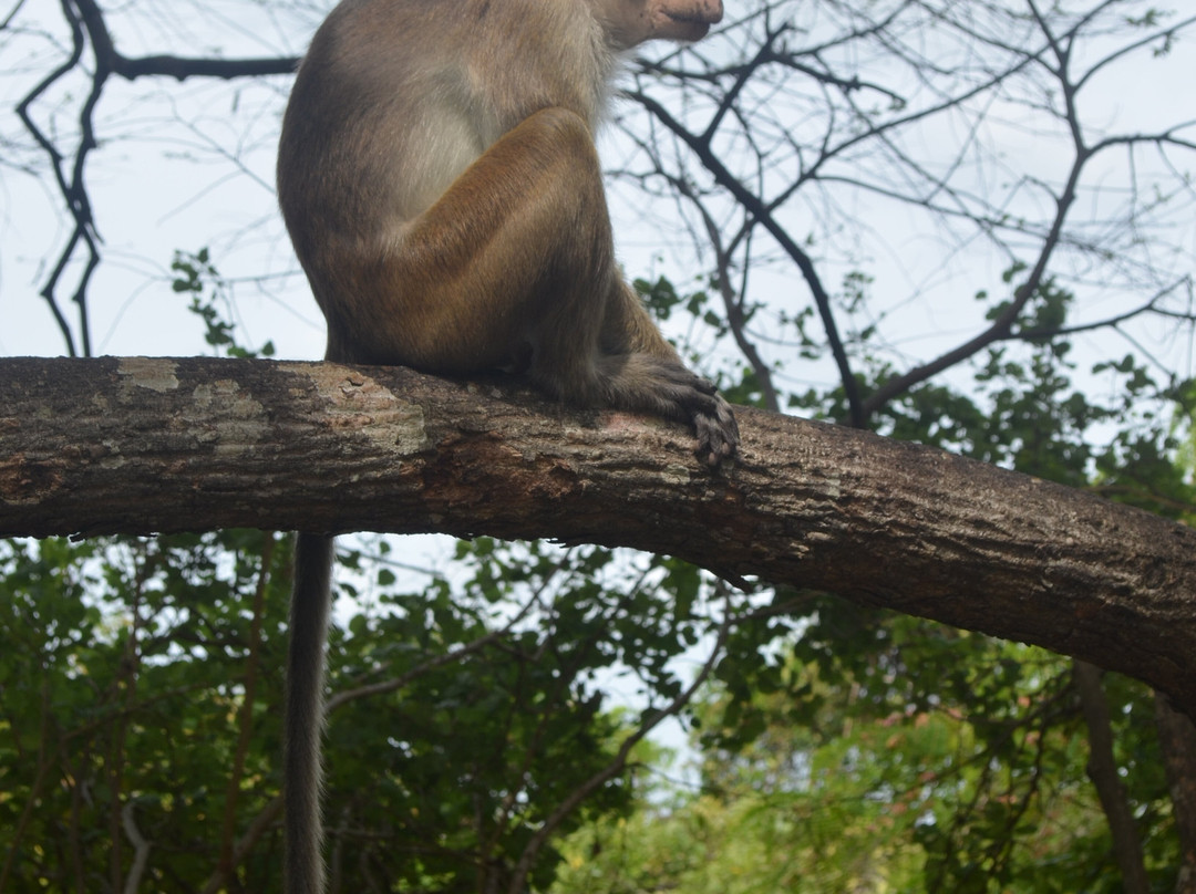 Rankoth Vehera-波隆纳鲁瓦必去景点